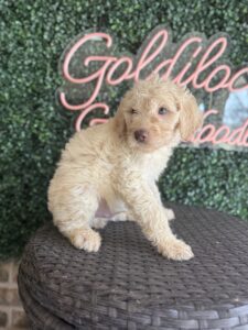 Heath Mini Goldendoodle puppies Texas being held family lifestyle Dallas