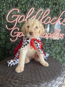 Heath Mini Goldendoodle puppies Texas with litter siblings Goldilocks Goldendoodles