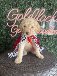 Heath F1 Mini Goldendoodle male puppy full body sitting view Texas