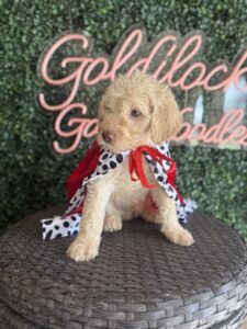 Heath Mini Goldendoodle puppies Texas close-up portrait Dallas