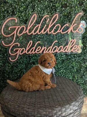F1B Micro Goldendoodle Male Puppy “Lil Dood” 15-25 lbs, DOB 01/21, Ready 3/18, $150/month (PayPal Pay Later)