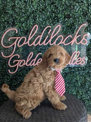 F1B Micro Goldendoodle Male Puppy “Lefty” 15-25 lbs, DOB 01/21, Ready 3/18, $150/month (PayPal Pay Later)