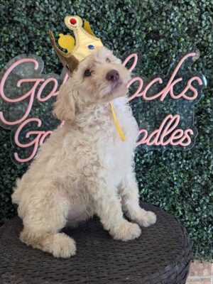 F1 Mini Goldendoodle Male Puppy “Heath” 25-35 lbs, DOB 12/28, $150/month (PayPal Pay Later)