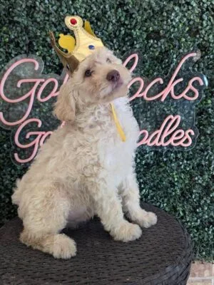F1 Mini Goldendoodle Male Puppy “Heath” 25-35 lbs, DOB 12/28, $150/month (PayPal Pay Later)
