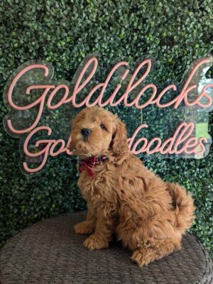 F1B Micro Goldendoodle Male Puppy “Mr. Harper” 15-25 lbs, DOB 01/21, Ready 3/18, $150/month (PayPal Pay Later)