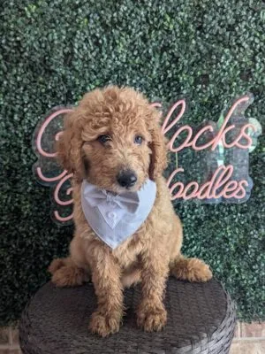 F1B Standard Goldendoodle Male Puppy “Mowgli” 55-65 lbs, DOB 01/15, $150/month (PayPal Pay Later)