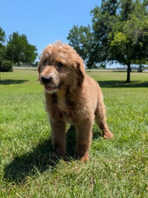 F1 Standard Goldendoodle Male Puppy “Cashew” 55-65 lbs, DOB 03/07, $150/month (PayPal Pay Later)