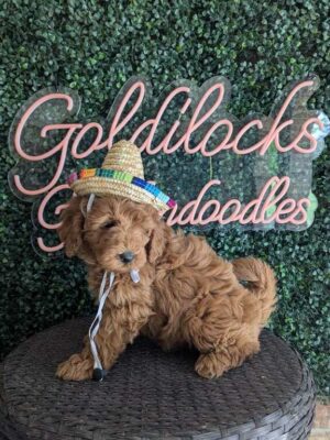 F1B Micro Goldendoodle Male Puppy “Gilbert” 15-25 lbs, DOB 01/21, Ready 3/18, $150/month (PayPal Pay Later)
