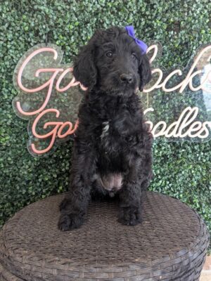 F1 Mini Goldendoodle Female Puppy “Minnie Mouse” 25-35 lbs, DOB 12/28, $150/month (PayPal Pay Later)