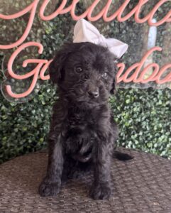 Kit Kat Mini Goldendoodle puppies Texas being held family lifestyle Dallas