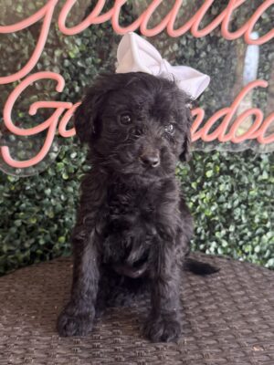 Kit Kat Mini Goldendoodle puppies Texas being held family lifestyle Dallas