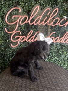 Playful Kit Kat Mini Goldendoodle puppy Texas playing with toy Dallas