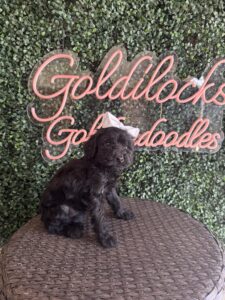 Kit Kat Mini Goldendoodle puppies Texas with litter siblings Goldilocks Goldendoodles