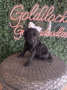 Kit Kat F1 Mini Goldendoodle female puppy full body sitting view Texas