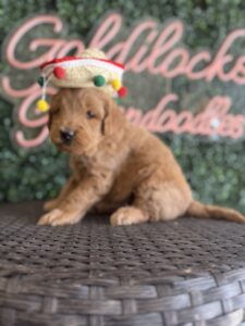 F1B Micro Goldendoodle puppy for sale in Texas named Lefty close-up