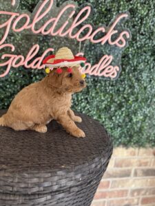F1B Micro Goldendoodle puppy for sale in Texas named Lefty close-up