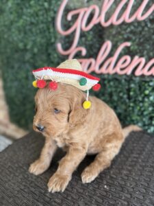 F1B Micro Goldendoodle puppy for sale in Texas named Lefty close-up