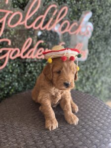 F1B Micro Goldendoodle puppy for sale in Texas named Lefty close-up
