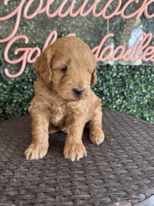 F1B Micro Goldendoodle puppy for sale in Texas named Lefty close-up