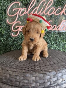 F1B Micro Goldendoodle puppy for sale in Texas named Lefty close-up