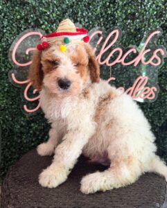 Marshmellow F1B Standard Goldendoodle puppy for sale in Texas 1