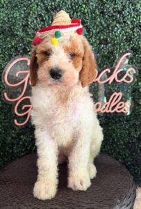 Marshmellow F1B Standard Goldendoodle puppy for sale in Texas 2
