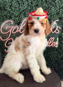 Marshmellow F1B Standard Goldendoodle puppy for sale in Texas 3