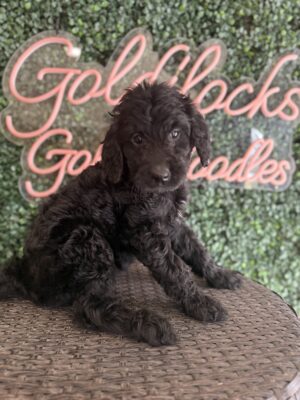 Minnie Mouse Mini Goldendoodle puppies Texas being held family lifestyle Dallas