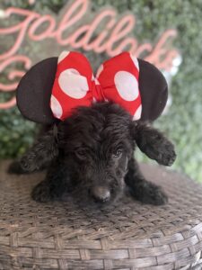 Playful Minnie Mouse Mini Goldendoodle puppy Texas playing with toy Dallas
