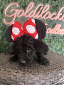 Minnie Mouse Mini Goldendoodle puppies Texas with litter siblings Goldilocks Goldendoodles