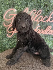 Minnie Mouse F1 Mini Goldendoodle female puppy full body sitting view Texas
