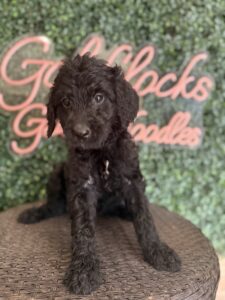 Minnie Mouse Mini Goldendoodle puppies Texas close-up portrait Dallas