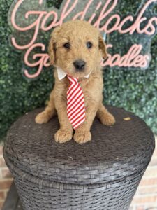 F1B Standard Goldendoodle Puppy for Sale in Texas – Mowgli