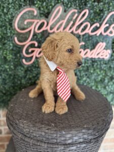 F1B Standard Goldendoodle Puppy for Sale in Texas – Mowgli