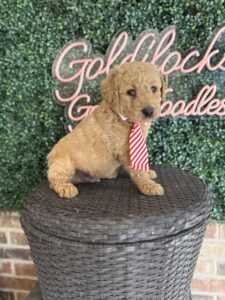 F1B Standard Goldendoodle Puppy for Sale in Texas – Mowgli