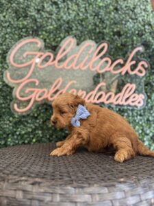 F1B Micro Goldendoodle puppy for sale in Texas named Mr. Harper close-up