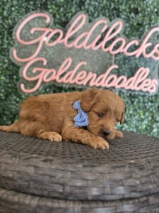 F1B Micro Goldendoodle puppy for sale in Texas named Mr. Harper close-up