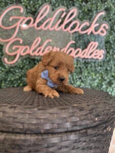 F1B Micro Goldendoodle puppy for sale in Texas named Mr. Harper close-up
