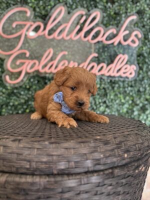 F1B Micro Goldendoodle puppy for sale in Texas named Mr. Harper close-up