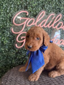 Male F1B Standard Goldendoodle Jupiter available in Texas