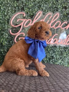 Male F1B Standard Goldendoodle Jupiter available in Texas