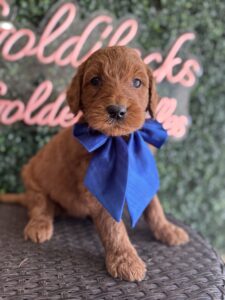 Male F1B Standard Goldendoodle Jupiter available in Texas