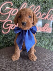 Male F1B Standard Goldendoodle Jupiter available in Texas