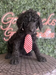 Playful Tank Mini Goldendoodle puppy Texas playing with toy Dallas