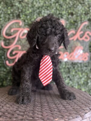 Playful Tank Mini Goldendoodle puppy Texas playing with toy Dallas