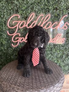 Tank Mini Goldendoodle puppies Texas with litter siblings Goldilocks Goldendoodles