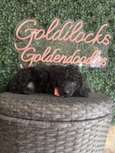 Tank F1 Mini Goldendoodle male puppy full body sitting view Texas