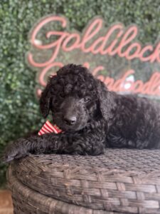Tank Mini Goldendoodle puppies Texas close-up portrait Dallas