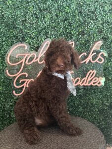 Cash F1 Mini Goldendoodle puppy for sale in Texas 1