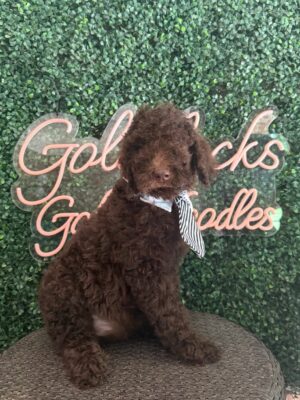 Cash F1 Mini Goldendoodle puppy for sale in Texas 1